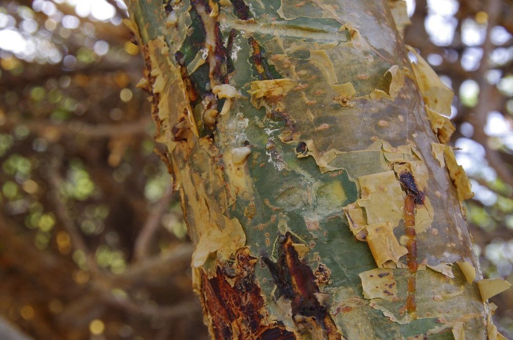 frankincense-wadi-dawkah-6