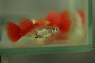 guppy albinno full red