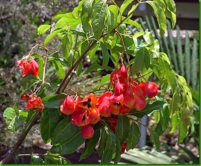 Bushy Tamarind 1