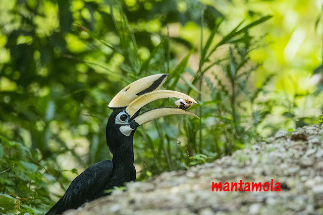 Oriental Pied Hornbill