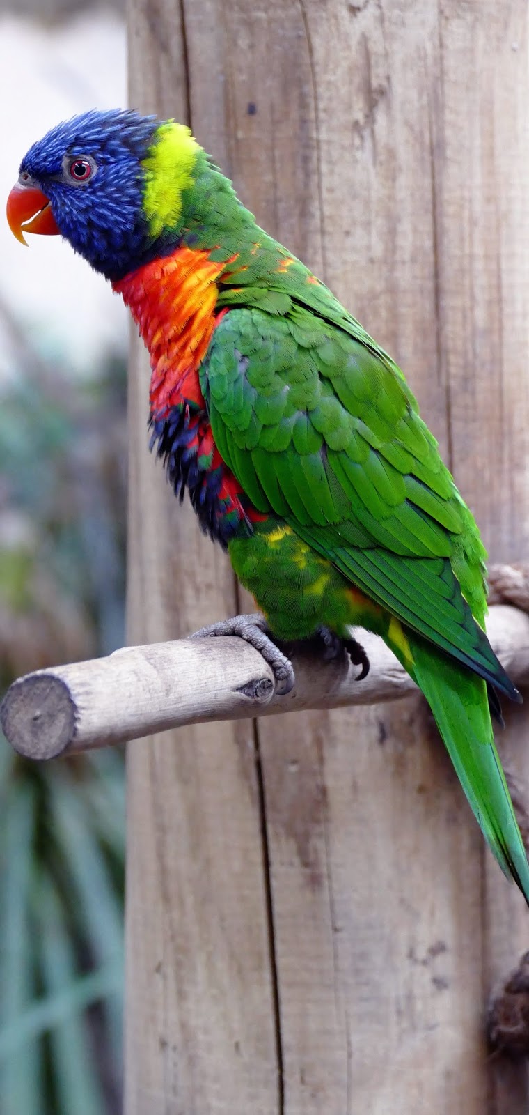 A beautiful rainbow lorikeet.