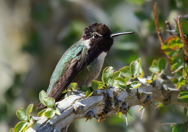 Costa's Humingbird