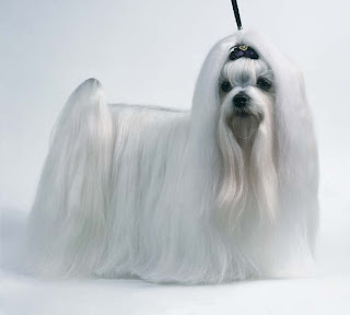 white haired Maltese terrier looking angry sexy pic