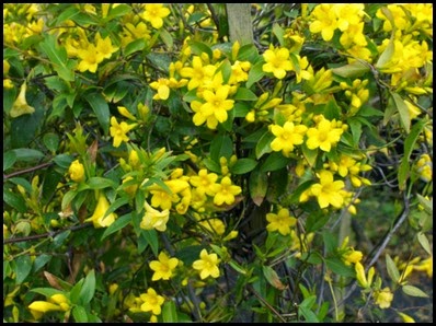 Jasmine5