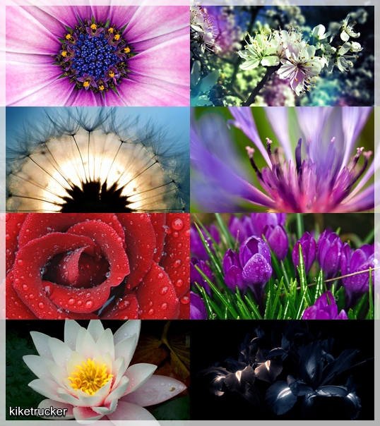 Wallpapers flores multicolor HD - Pack 3 