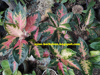 aglaonema kochin