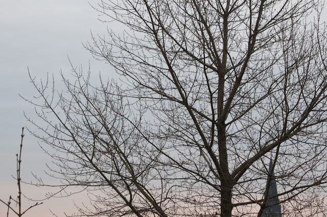 motiv: tree and sky