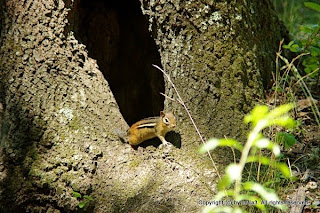 Eastern Chipmunk