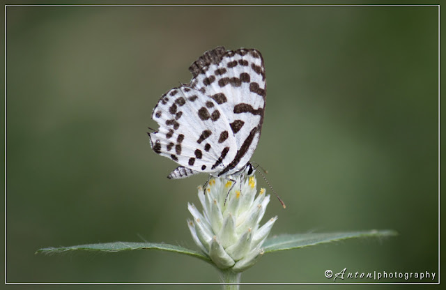 Common Pierrot Butterfly