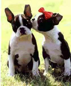 The dog in world: Boston Terrier dogs