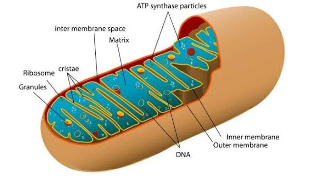 Mitokondria: Struktur, Fungsi, dan Peranannya dalam Sel