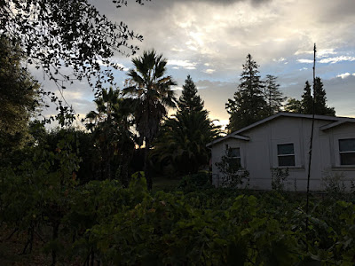   Looking at the House Next Door - Mine Looks the same - Sunrise over the grapes