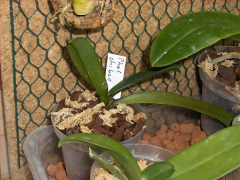 Phalaenopsis (ex kingidium) chibae, orchidea specie botanica, foto della pianta in vaso nel mini orchidario