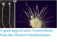 https://sciencythoughts.blogspot.com/2014/10/a-giant-agglutinated-foraminiferan-from.html