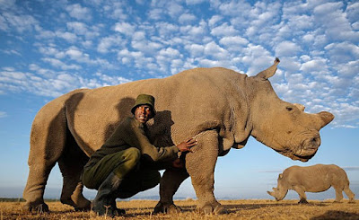 Sudan, northern white rhinoceros