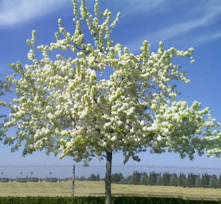 Spring in the Central Valley