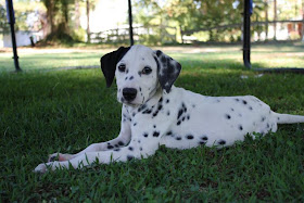 Dalmatian Puppy Pictures