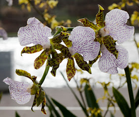 Zygopetalum Warringa Wonder gx.  RHS Wisley, 26 January 2016.