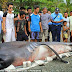 Discovery:  Checkout this Extra-Massive Mouth Shark Discovered By Villagers In Philippines Water Shores!