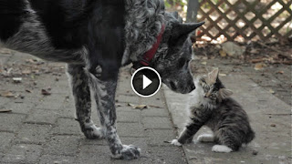 Dog And Disabled Kitten Become The Sweetest Besties In A Video That’s Almost Too Cute for Words