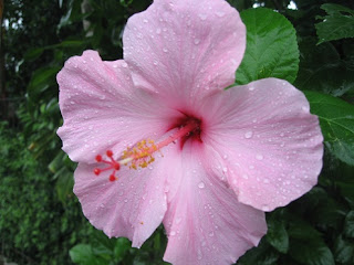 purple Gumamela Flowers