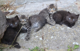 Esterilizar una gata hembra