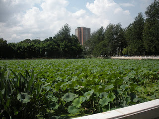 Kunming parco del lago verde
