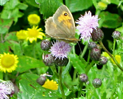 Butterfly on meadow flower