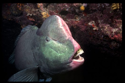 Green Humphead Parrotfish, Bolbometopon muricatum