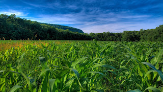 Green Field Wallpaper