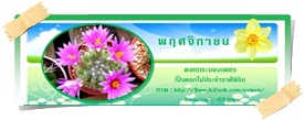 พฤศจิกายน  2560