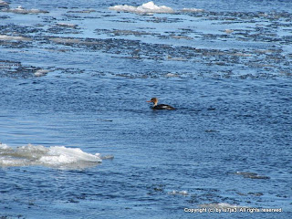 Red-Breasted Merganser