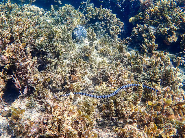 Island-hopping-Port-Barton-Paradise-reef-Philippines-snorkeling