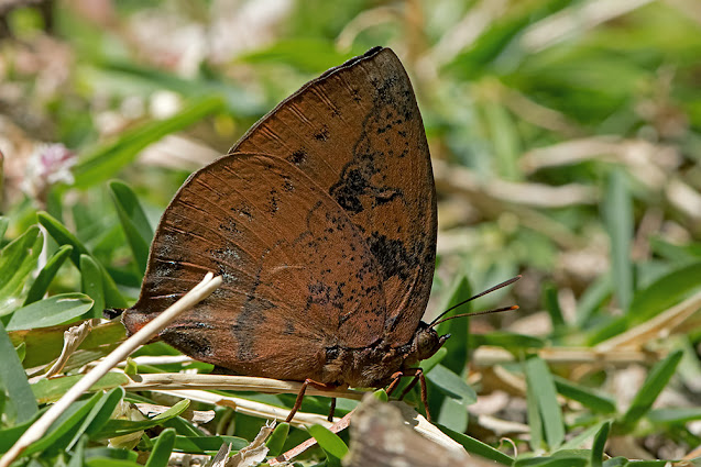 Amblypodia narada the Blue Leaf Blue butterfly