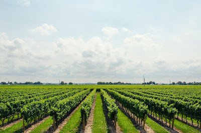 viñedo enología