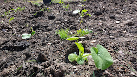 allotment growing in May