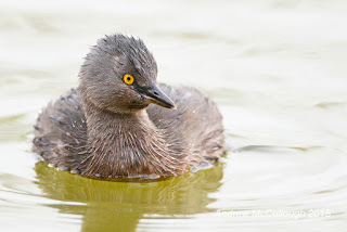  Least Grebe about identification, feeding, Nesting, Other Behavior, Voice