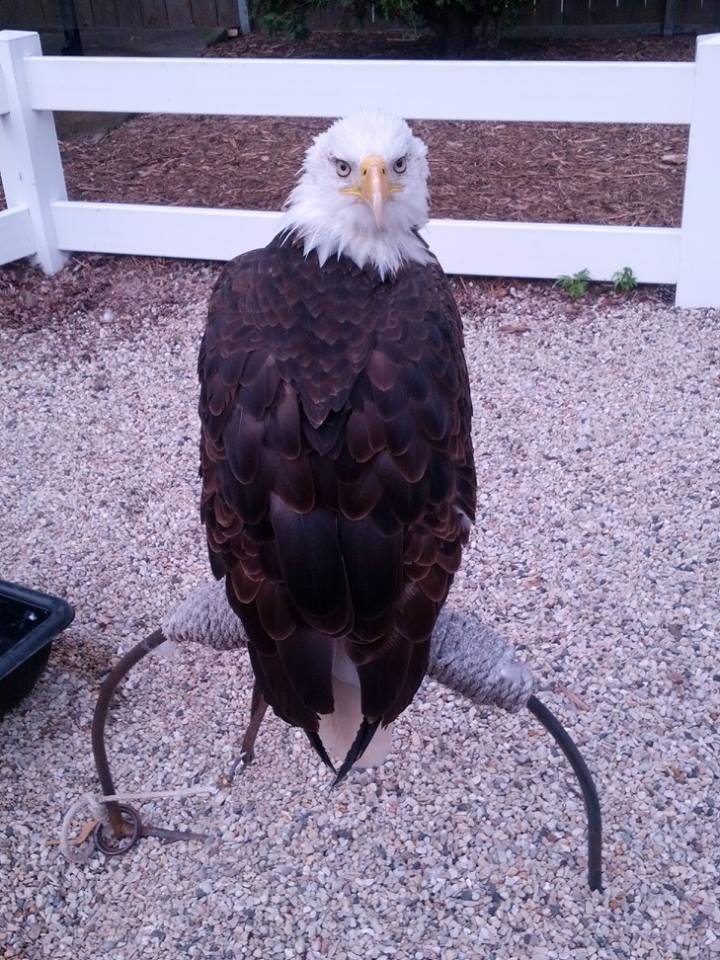 Buford the Bald Eagle out in the public display area - photo by Erica ...