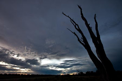 c4 images and safaris, greg du toit, isak pretorius, okavango delta, safari, wildlife