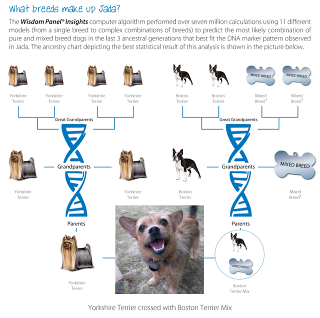 Jada's DNA test from orivet genetic pet care