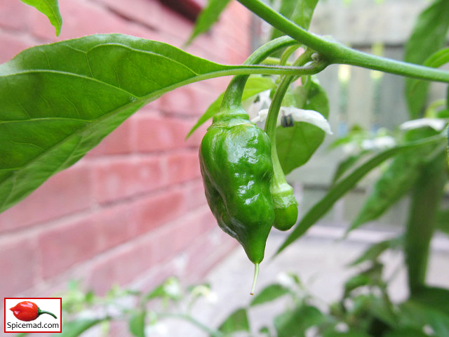 Orange Habanero - 2nd September 2021