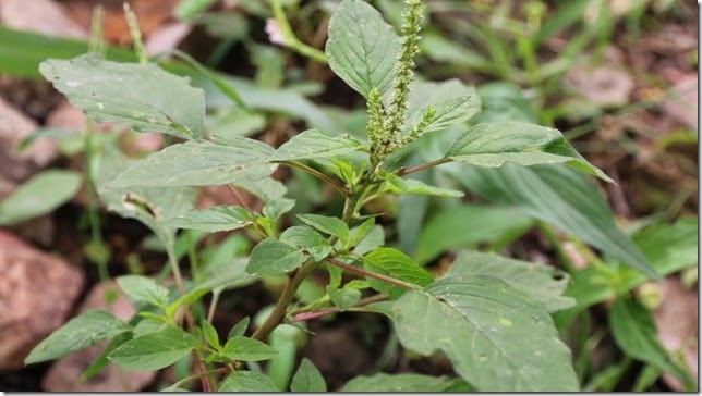 pigweed