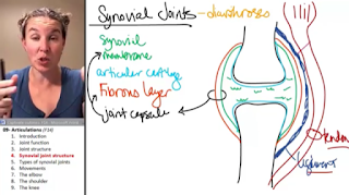 YouTube Link to Synovial Joints lesson