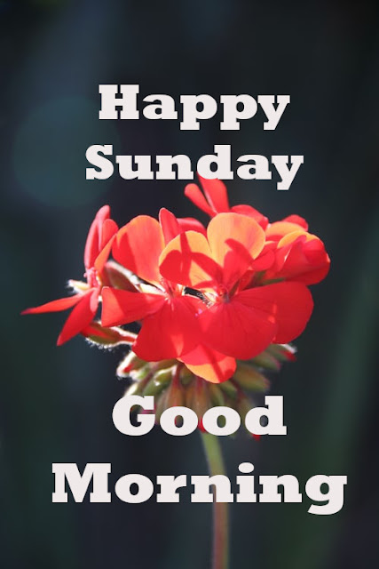 Good Morning Happy Sunday 