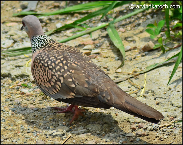 Spotted, Mountail Dove, Dove, 