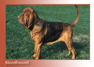 Bloodhound 