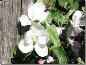 Appleblossoms