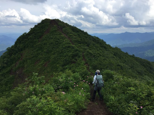 ヒメサユリの咲く南岳への稜線