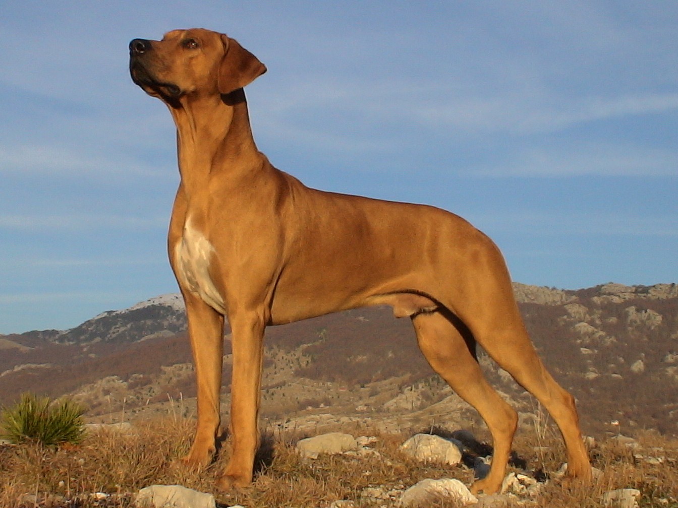 Rhodesian Ridgeback Plattform mit Informationen zu Welpen