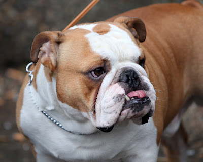 Australian Bulldog